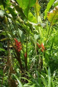 endemic flower to discover by visiting a nature reserve in colombia