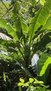 bananas for dining in nature reserve colombia