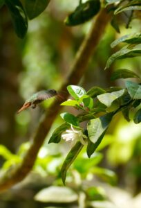 colibri in nature reserve colombia